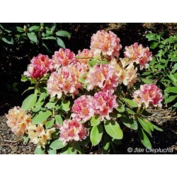 Rododendron Brasilia 5 lat Ro14