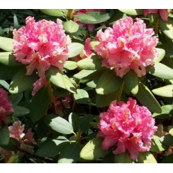 Rododendron Brasilia 5 lat Ro14