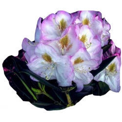 Rododendron Brigitte Ro15