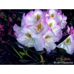 Rododendron Brigitte 5 lat Ro15