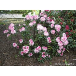 Rododendron Brigitte 5 lat Ro15