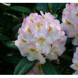 Rododendron Brigitte 5 lat Ro15