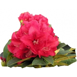 Rododendron Brisanz Ro16