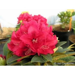 Rododendron Brisanz 5 lat Ro16