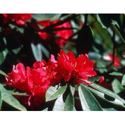 Rododendron Brisanz 5 lat Ro16