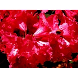 Rododendron Brisanz 5 lat Ro16