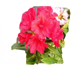 Rododendron Busuki Ro17