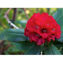 Rododendron Busuki 5 lat Ro17