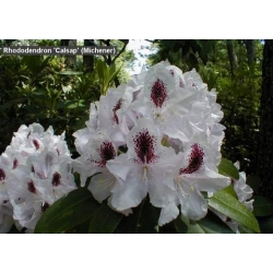 Rododendron Calsap 5 lat Ro72