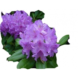 Rododendron Catawbiense Ro19