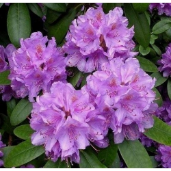 Rododendron Catawbiense 5 lat Ro19