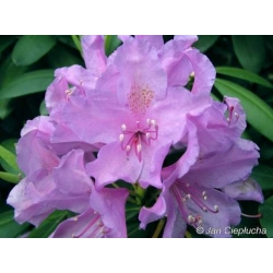 Rododendron Catawbiense 5 lat Ro19