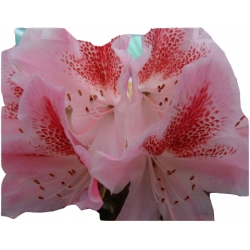 Rododendron Cosmopolitan Ro24
