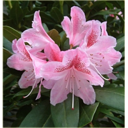 Rododendron Cosmopolitan 5 lat Ro24