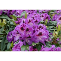 Rododendron Bariton 5 lat Ro1