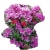 Azalia Orlice purpurowofioletowe Azj16