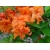 Azalia Gibraltar ogniście pomarańczowe Azw10