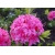 Azalia Homebush czystoróżowe Azw12