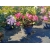 rododendrony 35 L, rhododendrons 35 container