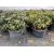 rododendrony 50 L, rhododendrons 50 container