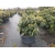 rododendrony 50 L, rhododendrons 50 container