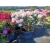 rododendrony 50 L, rhododendrons 50 container
