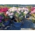rododendrony 50 L, rhododendrons 50 container