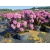 rododendrony 50 L, rhododendrons 50 container