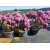 rododendrony 50 L, rhododendrons 50 container