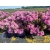 rododendrony 50 L, rhododendrons 50 container