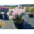 rododendrony 50 L, rhododendrons 50 container
