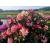 rododendrony 50 L, rhododendrons 50 container