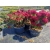rododendrony 50 L, rhododendrons 50 container