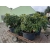 rododendrony 50 L, rhododendrons 50 container