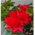 Rododendron Bad Eilsen 5 lat Rop1