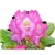 Rododendron Barmstedt Roj2
