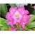 Rododendron Barmstedt 5 lat Roj2