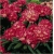 Rododendron Barmstedt 5 lat Roj2
