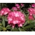 Rododendron Barmstedt 5 lat Roj2