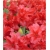 Rododendron Bengal 5 lat Rop2
