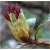 Rododendron Bengal 5 lat Rop2