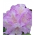 Rododendron Caroline Allbrook Roj4