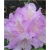 Rododendron Caroline Allbrook 5 lat Roj4