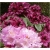 Rododendron Caroline Allbrook 5 lat Roj4