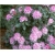 Rododendron Cheer 5 lat Ro22