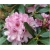 Rododendron Cheer 5 lat Ro22