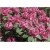 Rododendron Claudius 5 lat Row7