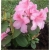 Rododendron Claudius 5 lat Row7