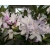 Rododendron czeski Bezdez biał-fiolet Rcz2