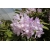 Rododendron czeski Bezdez biał-fiolet Rcz2